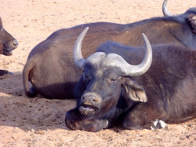 Buffle en Afrique du Sud