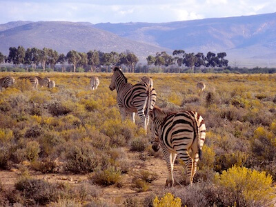 Zèbres au parc Kruger